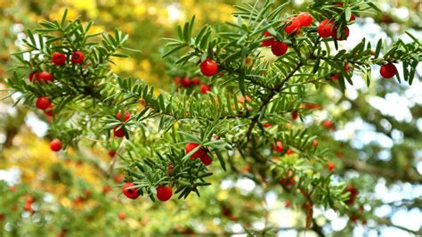 tgpa yew tree.